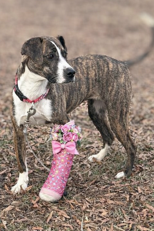 picture of the dog needing adoption