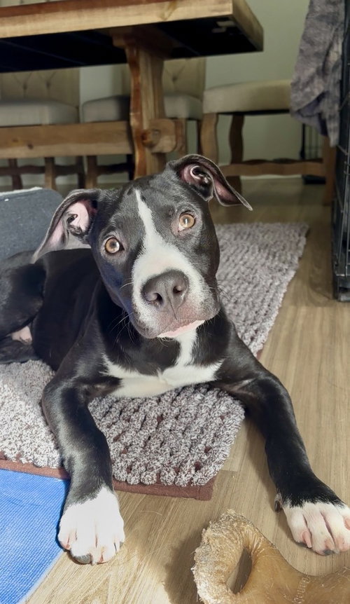 picture of the dog needing adoption