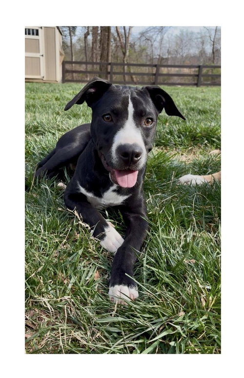 picture of the dog needing adoption
