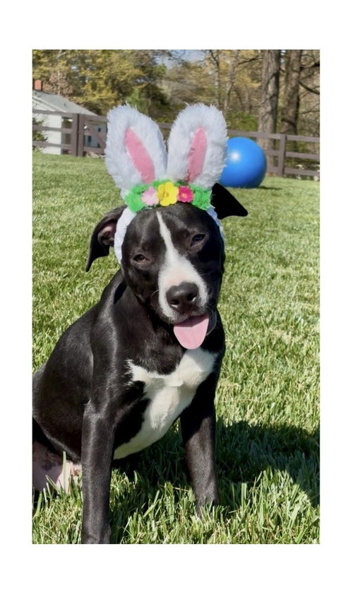Poppin, an adoptable Pit Bull Terrier in Mooresville, NC