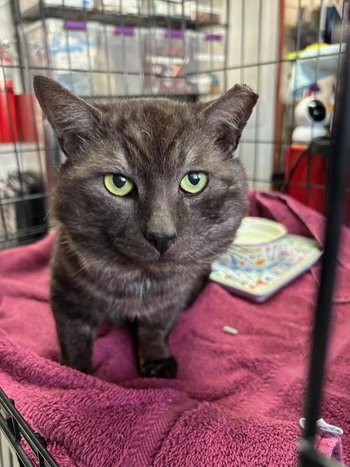 Blade, Adult Domestic Short Hair / Mixed (short coat), cat for adoption in Hickory, North Carolina