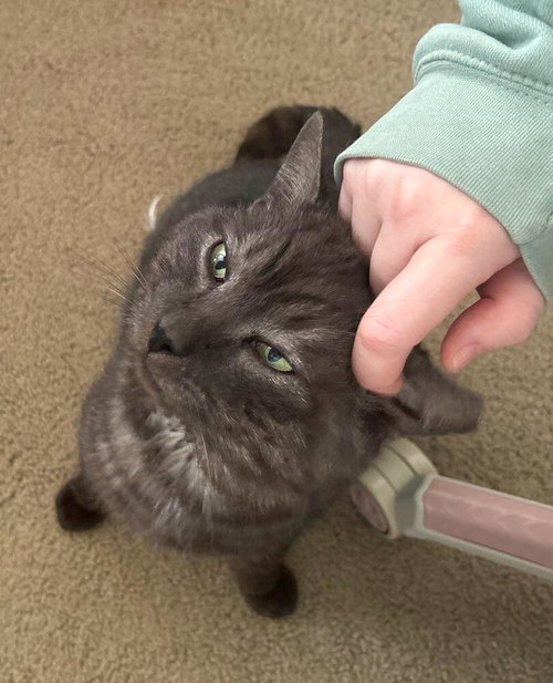 Blade, a cat for adoption from Piedmont Animal Rescue
