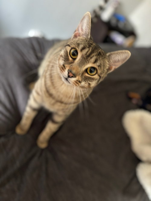 picture of the cat needing adoption