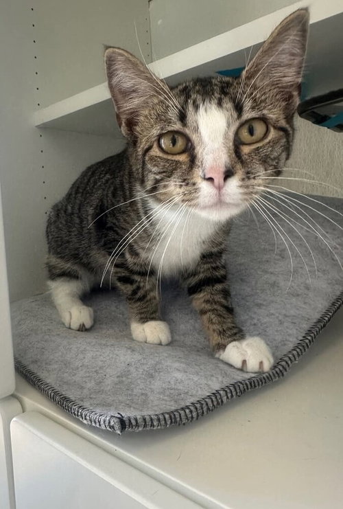 picture of the cat needing adoption
