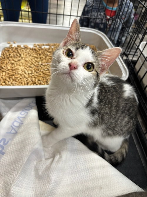 picture of the cat needing adoption