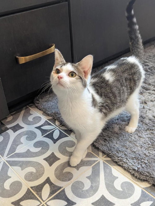 picture of the cat needing adoption