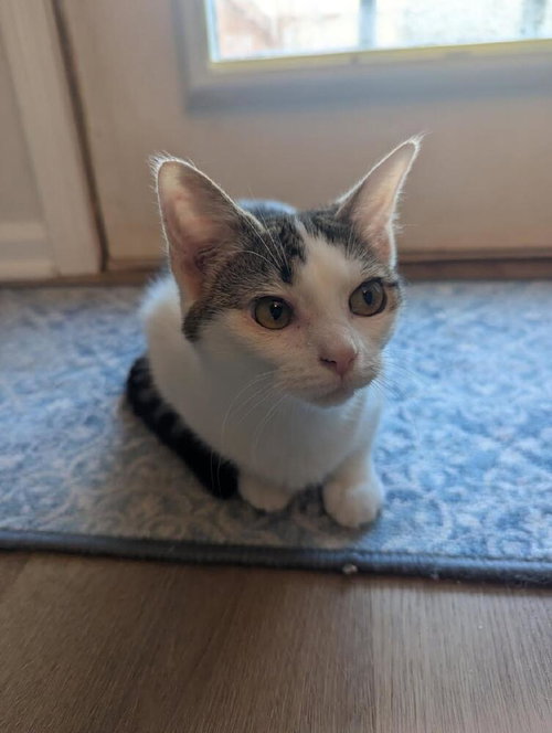 picture of the cat needing adoption