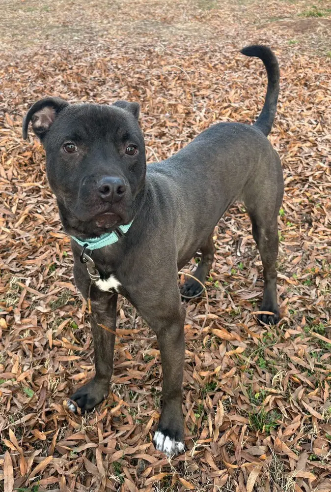 Luke - Terrier