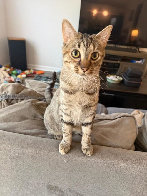 picture of the cat needing adoption