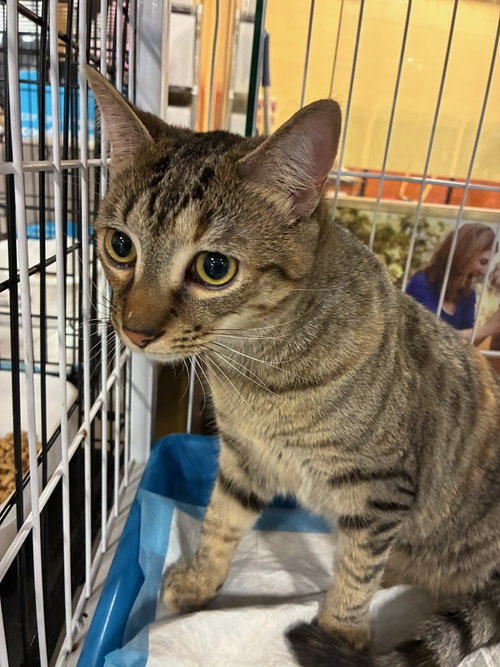 Valentine, an adoptable Domestic Short Hair in Mooresville, NC