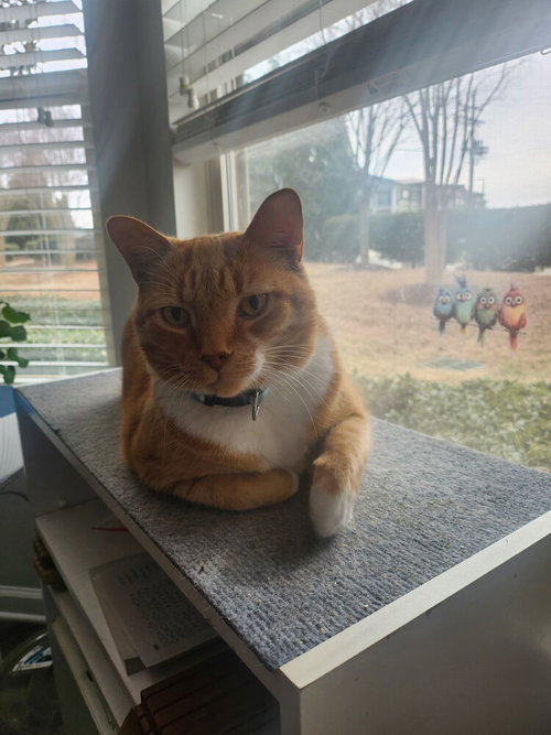 picture of the cat needing adoption