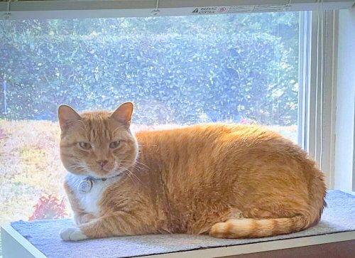 Photo 2 of Garfield