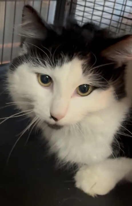 picture of the cat needing adoption