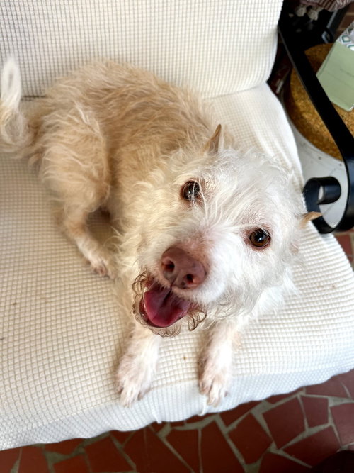 picture of the dog needing adoption