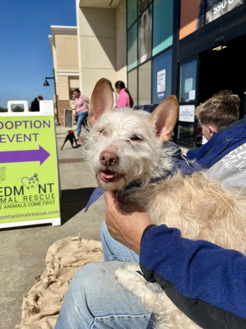 Babe, an adoptable Corgi in Mooresville, NC