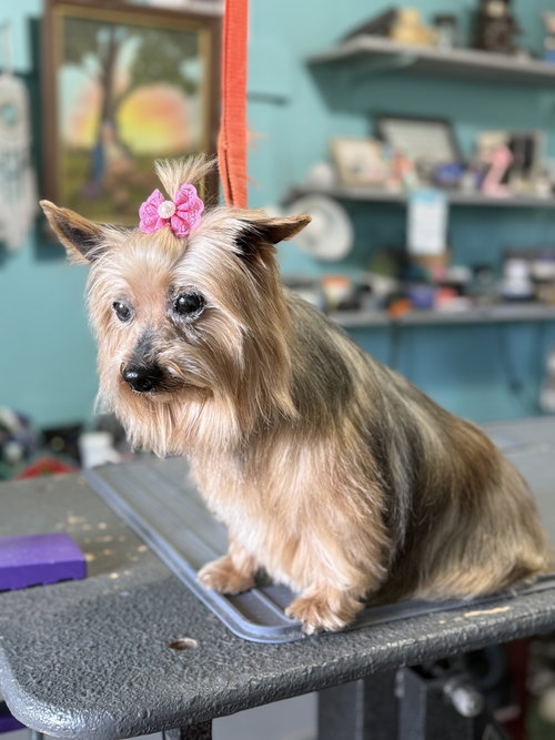 picture of the dog needing adoption