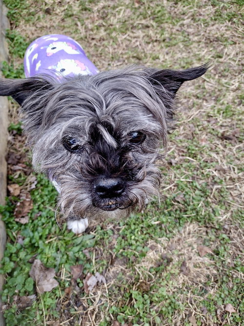 picture of the dog needing adoption