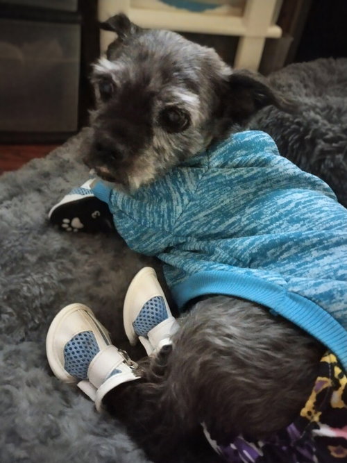 Sadie, an adoptable Shih Tzu in Mooresville, NC