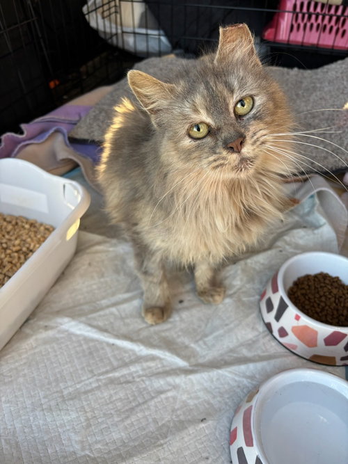 picture of the cat needing adoption