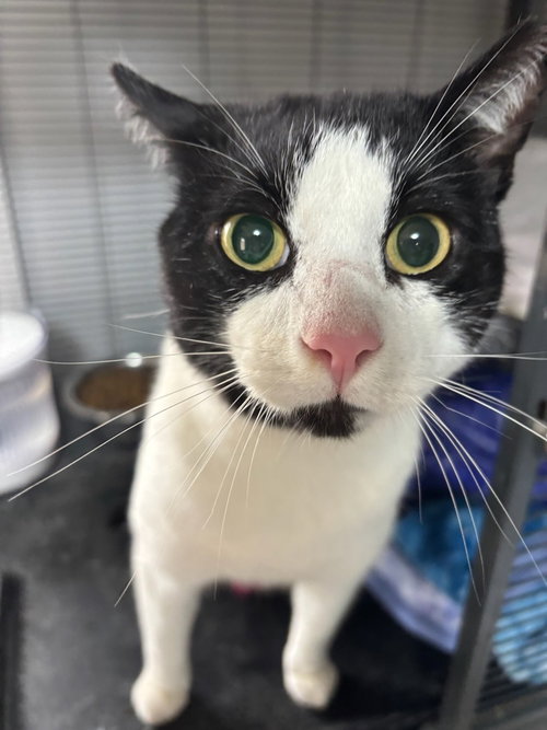 picture of the cat needing adoption