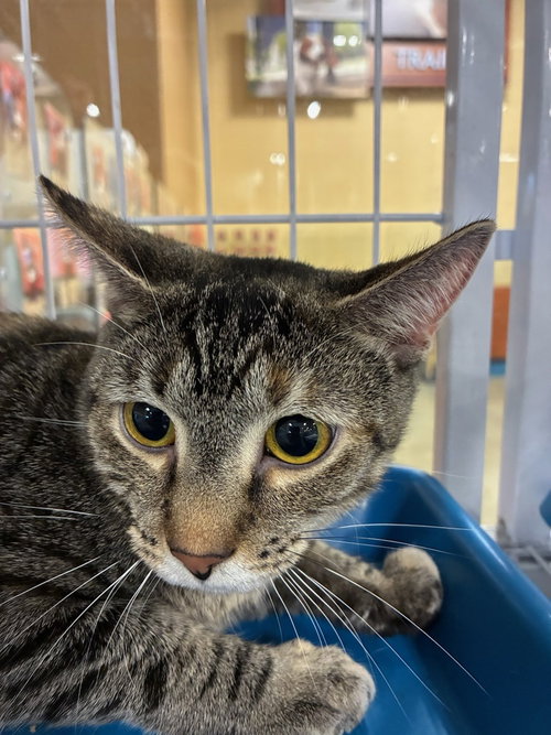 Sandy, an adoptable Domestic Short Hair in Mooresville, NC