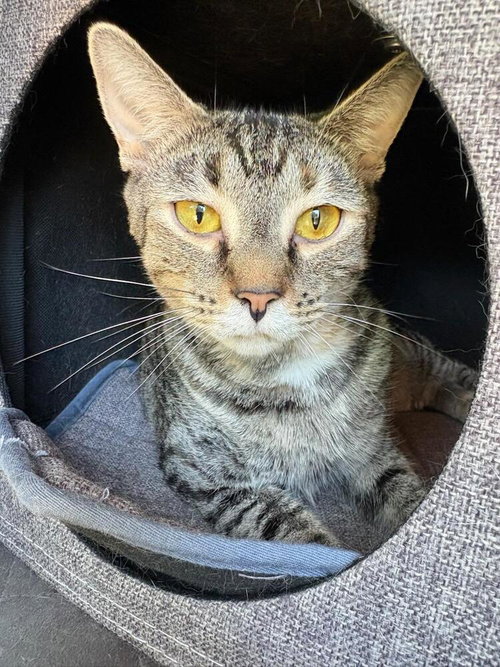 Sandy, Adult Domestic Short Hair / Mixed (short coat), cat for adoption in Mooresville, North Carolina