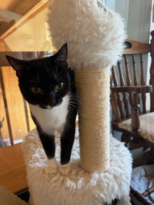 Jelly Bean, Adult Domestic Short Hair / Mixed (short coat), cat for adoption in Mooresville, North Carolina