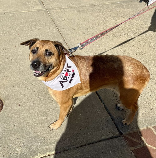Brownie, an adoptable Labrador Retriever in Mooresville, NC