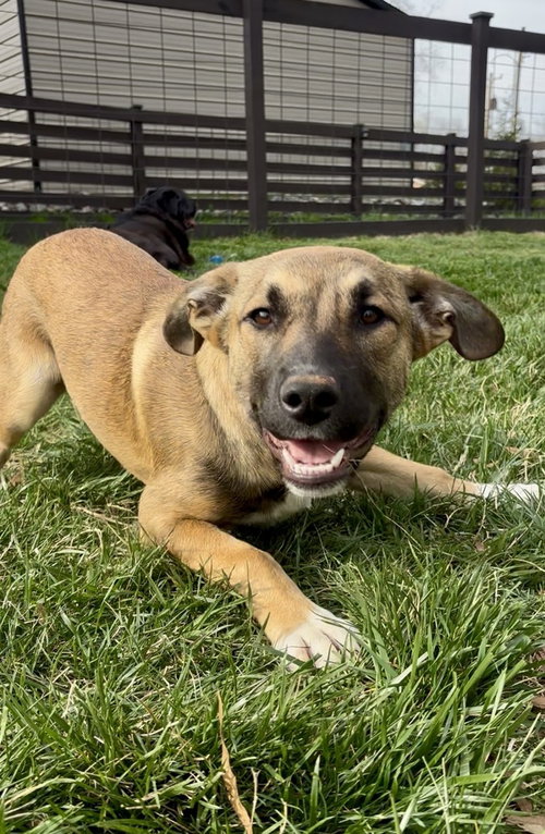 picture of the dog needing adoption