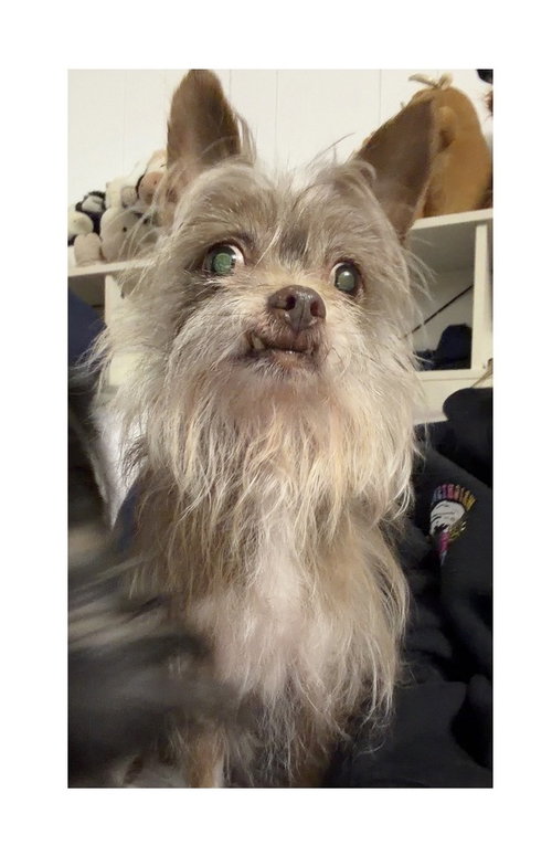 picture of the dog needing adoption