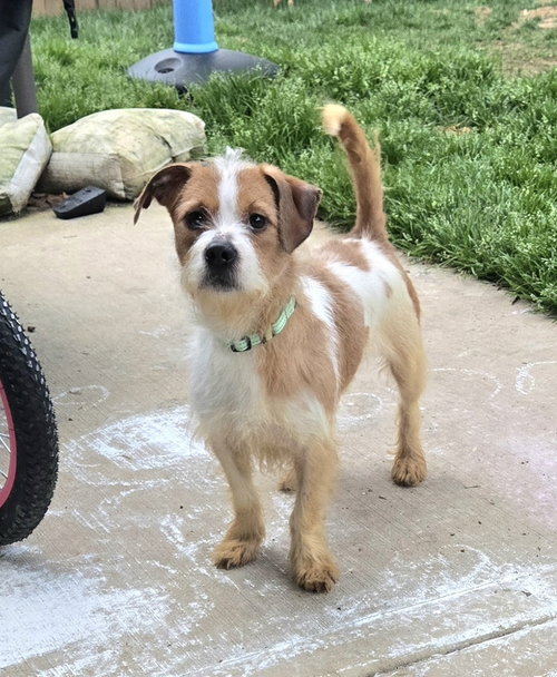 picture of the dog needing adoption