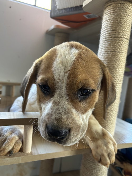 Thunder, an adoptable Australian Cattle Dog in Mooresville, NC