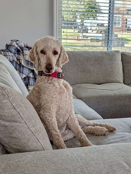 Dorothy, an adoptable Poodle in Mooresville, NC