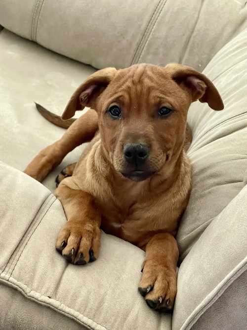 picture of the dog needing adoption