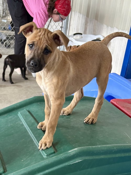 picture of the dog needing adoption