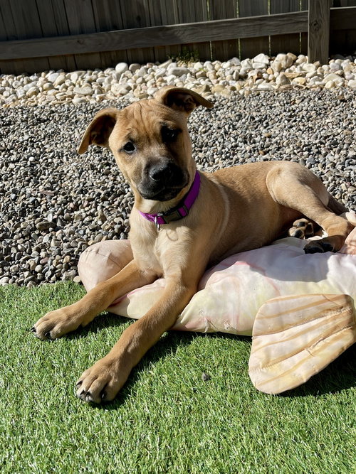 Tanner, an adoptable Redbone Coonhound in Mooresville, NC