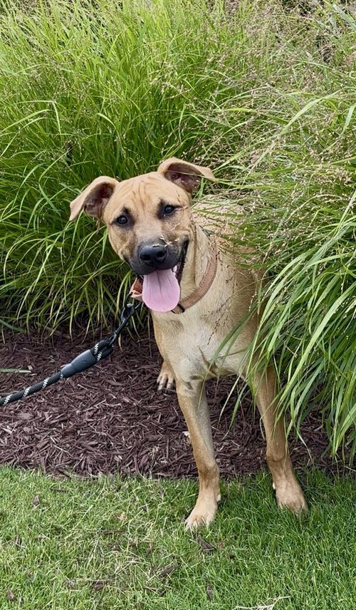 Tanner, an adoptable Redbone Coonhound in Mooresville, NC