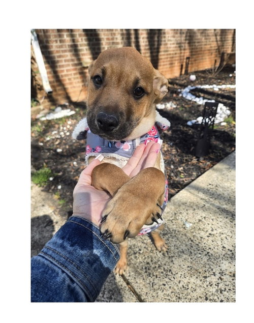 Rosalee, an adoptable Redbone Coonhound in Mooresville, NC