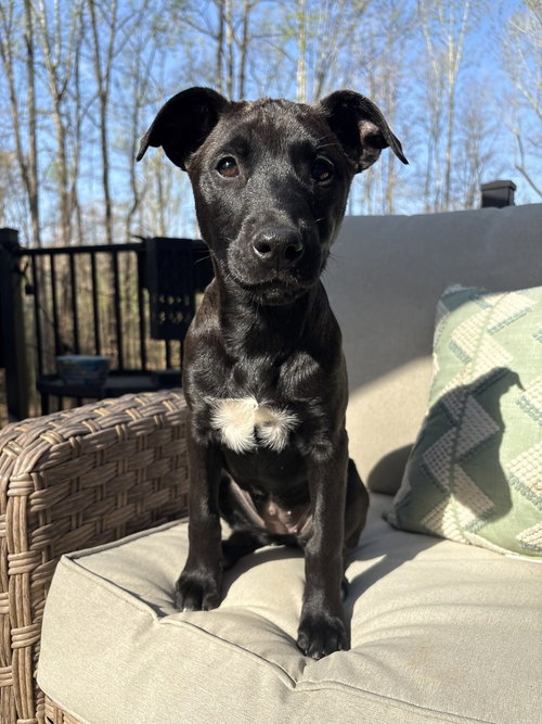 picture of the dog needing adoption