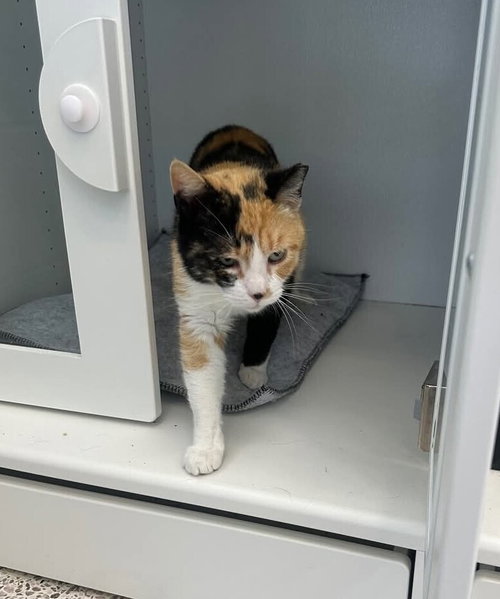 picture of the cat needing adoption