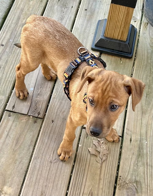 picture of the dog needing adoption