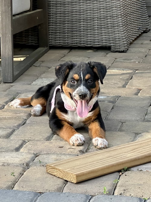 Bristol, an adoptable Terrier in Mooresville, NC