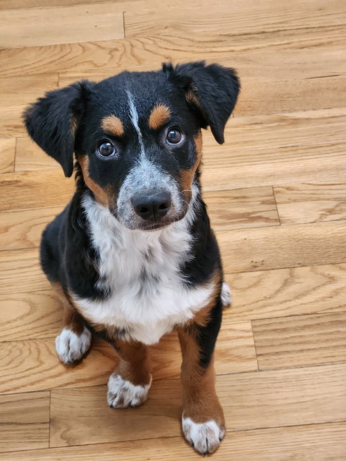picture of the dog needing adoption