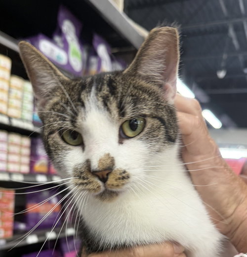 Stash, a cat for adoption from Piedmont Animal Rescue