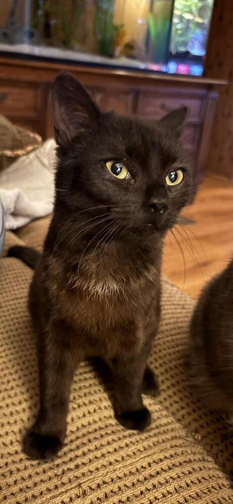 picture of the cat needing adoption