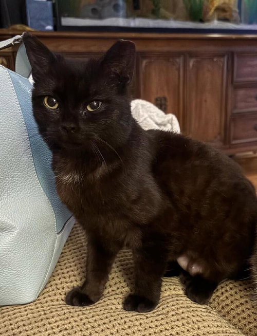 DOLLY - Domestic Short Hair available for adoption
