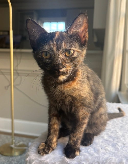 picture of the cat needing adoption