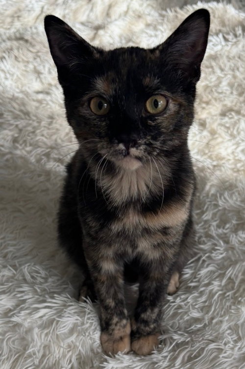 picture of the cat needing adoption