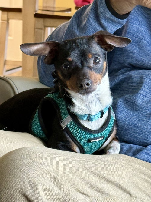 Simon, an adoptable Chihuahua in Mooresville, NC