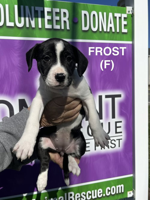 picture of the dog needing adoption